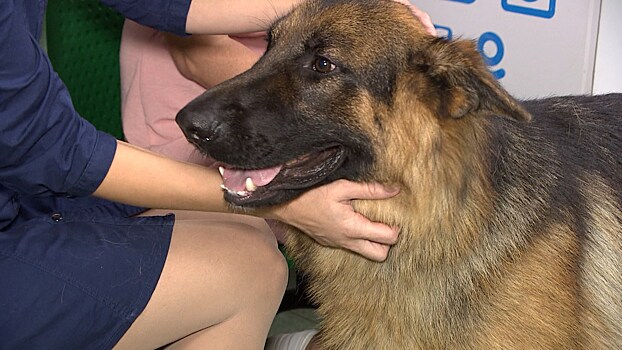 Суд обязал калининградского заводчика собак удалить публикацию и фотографию клиентки