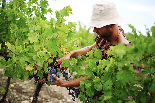 В России зародилось настоящее фермерское виноделие