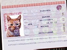 Началась выдача паспортов для котов