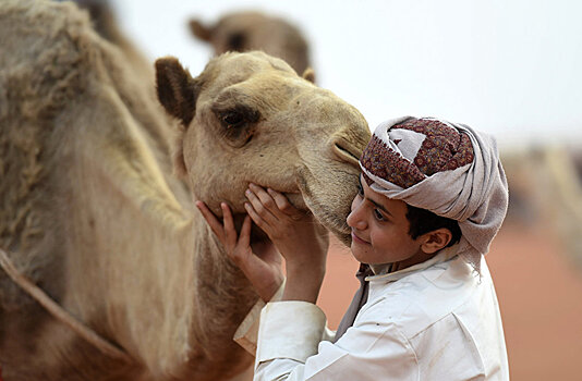 В Саудовской Аравии пройдут верблюжьи конкурсы красоты в рамках фестиваля