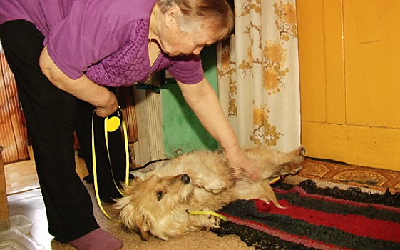 Волонтеры спасли собаку из котлована с ледяной водой в Кемеровской области