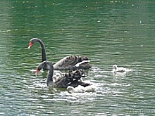 У лебедей на Быковом болоте появилось потомство