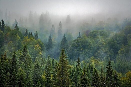 Компанию «МИК Цзинье» могут вывести из томских лесов