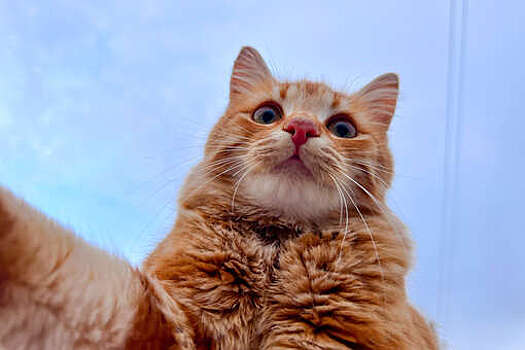 Ветеринар Шеляков: кошки могут расценить нависание и улыбку как атаку