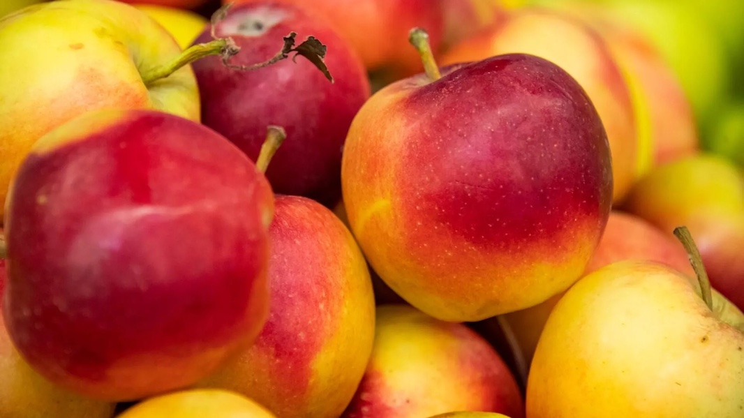 Россия рискует потерять до 70% урожая яблок: причины