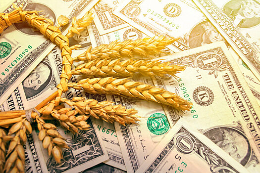 Российская пшеница вытеснила конкурентов с мировых торговых площадок