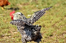 Курицу нечем кормить, а работников увольняют. Почему в России замедляется рост птицеводства?