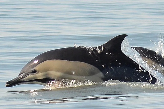 Более 100 дельфинов погибли за неделю в Черном море у берегов Кубани
