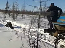 Установлены личности участников расправы над медведем в Якутии