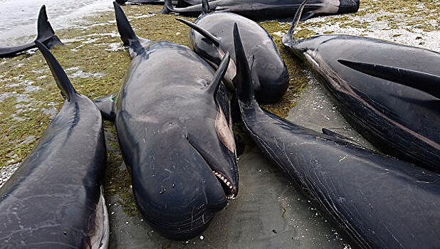 В Крыму продали на рынке выбросившихся на берег дельфинов