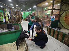 На Урале могут закрыться частные зоопарки