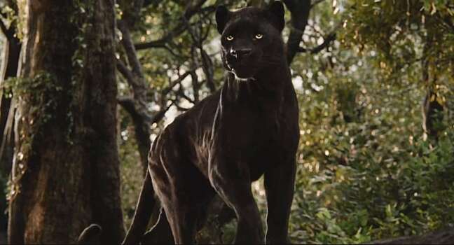 Почему черной пантеры на самом деле не существует