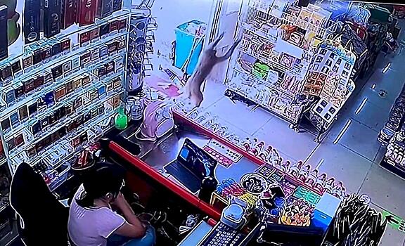 Хвостатый вор-рецидивист трижды ограбил магазин в Китае