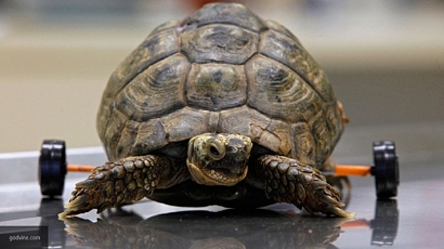 Все как в басне: черепаха победила зайца в состязании на скорость в прямом эфире