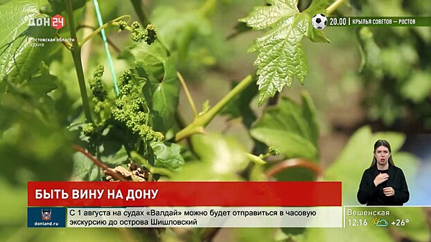 Быть вину на Дону!