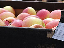 Тонну польских яблок раздавили бульдозером в Новосибирске