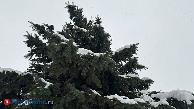 Перед Новым годом в регионе усилят охрану хвойных деревьев