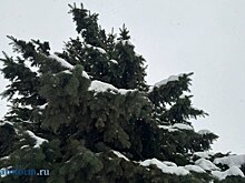 Перед Новым годом в регионе усилят охрану хвойных деревьев