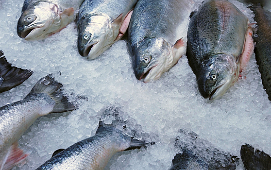 На Камчатке обсудили промысел лососей и методы пресечения браконьерство