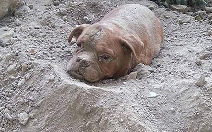 Житель французского города Каррер-сюр-Сен Педро Дини обнаружил заживо похороненную собаку. Хозяину собаки, которого обвиняют в насилии над животным, грозит два года тюрьмы и штраф до 30 тысяч евро