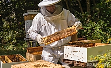 Прием заявок на компенсации от курских пчеловодов продлили до 8 августа