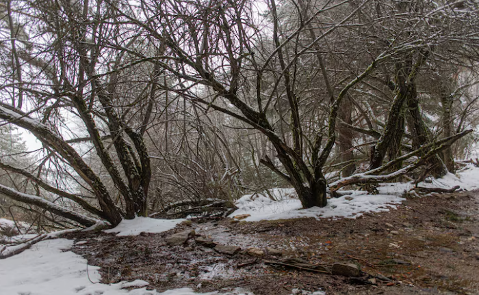 На территории будущего парка «Усть-Тула» в Новосибирске снесли опасные деревья