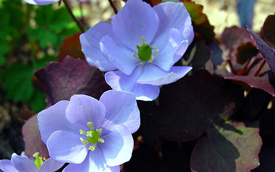 Сад в синем цвете: выбираем растения