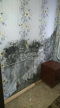 "Начались проблемы со здоровьем": стена в кемеровском общежитии покрылась плесенью