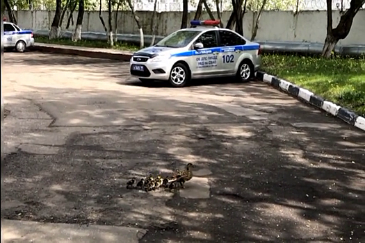 Московские полицейские провели "операцию", чтобы помочь утиной семье
