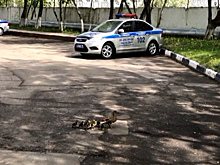 Московские полицейские провели "операцию", чтобы помочь утиной семье