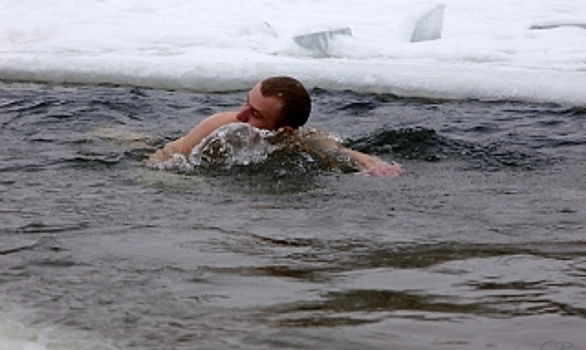 Моржиха из Тарко-Сале укротит ледяные воды Тюмени
