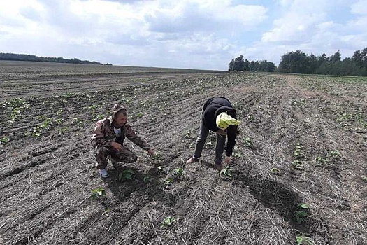 Участие в нацпроекте позволит новосибирскому центру агротехнологий повысить эффективность работы