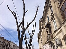 Центр Севастополя останется без цветущих акаций