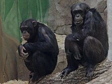 Опрос предпринимателей: считаете ли вы вирус оспы обезьян угрозой сотрудникам и бизнесу?