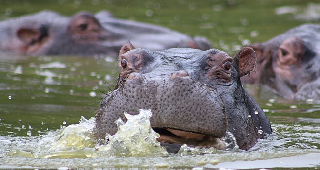 Бегемоты наркобарона отравляют воды Колумбии