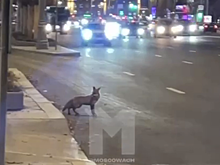 В Москве на видно попало, как лиса бегала по проезжей части