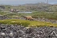 Очевидцы засняли в Заполярье гуляющего медведя
