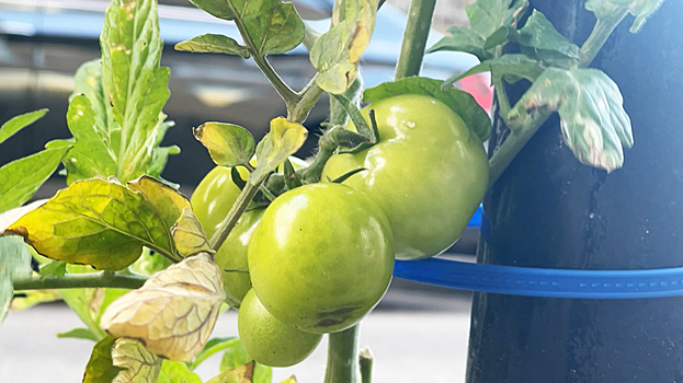 На Садовом кольце выросли помидоры
