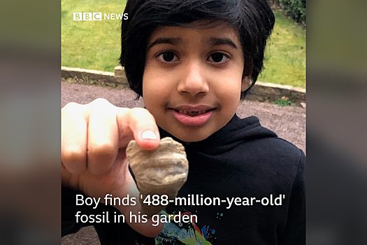Шестилетний мальчик случайно нашел палеозойскую окаменелость