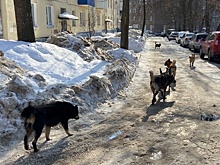 В Сеймском округе Курска поймали 21 бродячую собаку