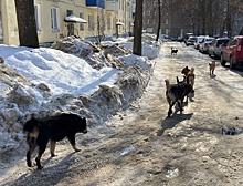 В Сеймском округе Курска поймали 21 бродячую собаку