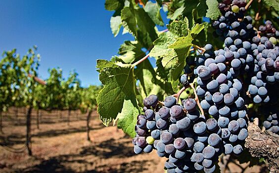 Вино дорожает: как неурожай винограда во Франции повлияет на рынок вина в России