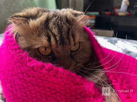 Резкое похолодание до +12°С ожидается в Нижнем Новгороде