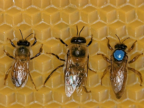 Пчелиный яд уничтожает до 100% клеток рака груди