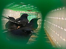 Во Внуково пресечена попытка контрабанды птиц из Вьетнама