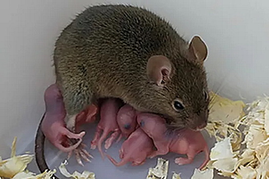 Впервые выведено потомство из неоплодотворенной яйцеклетки