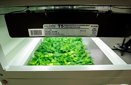 Трава — не растет. Рынок конопли переживает серьезный кризис