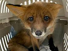 Московские ветеринары спасли лисичку Рокси со сломанной лапой