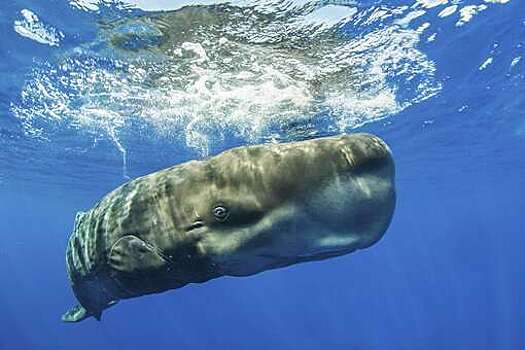 ABC: люди стали свидетелями необычного способа защиты китов от хищников