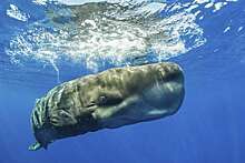 ABC: люди стали свидетелями необычного способа защиты китов от хищников